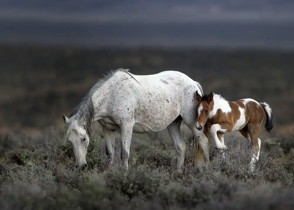 Verdon: Generazioni di Mustang selvaggi...
