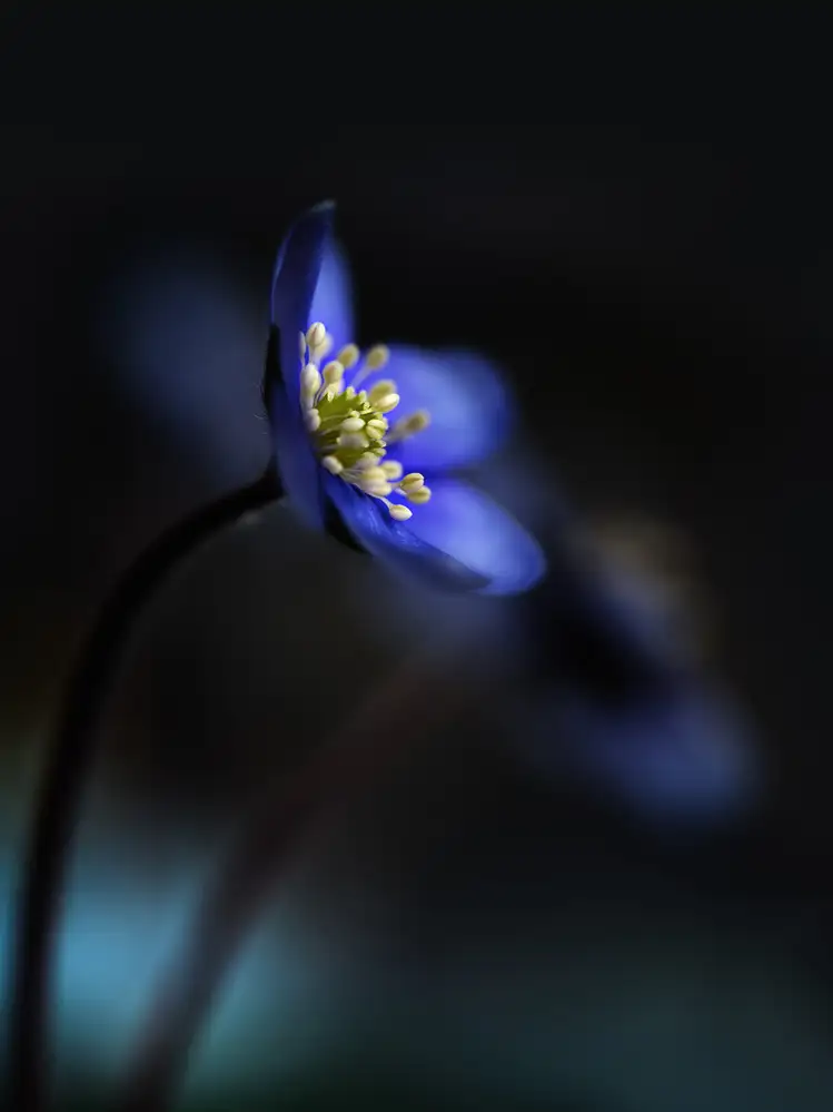 Westum, Heidi: Hepatica nobilis ll