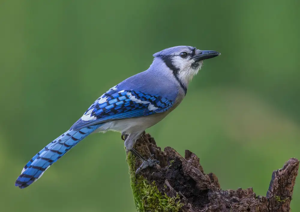 Barsh, Greg: Just a Jay