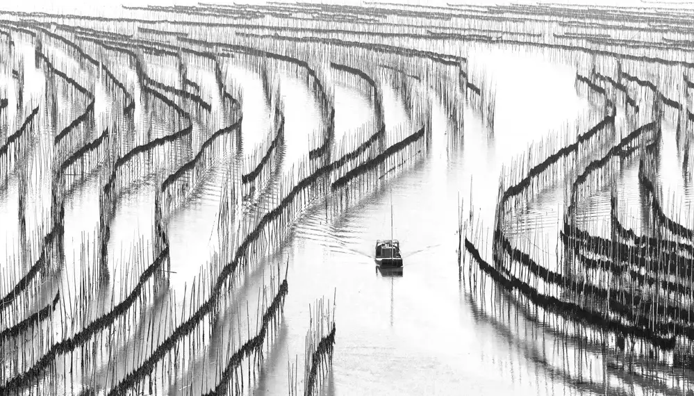 Zhou, Xinhua: Campo di alghe