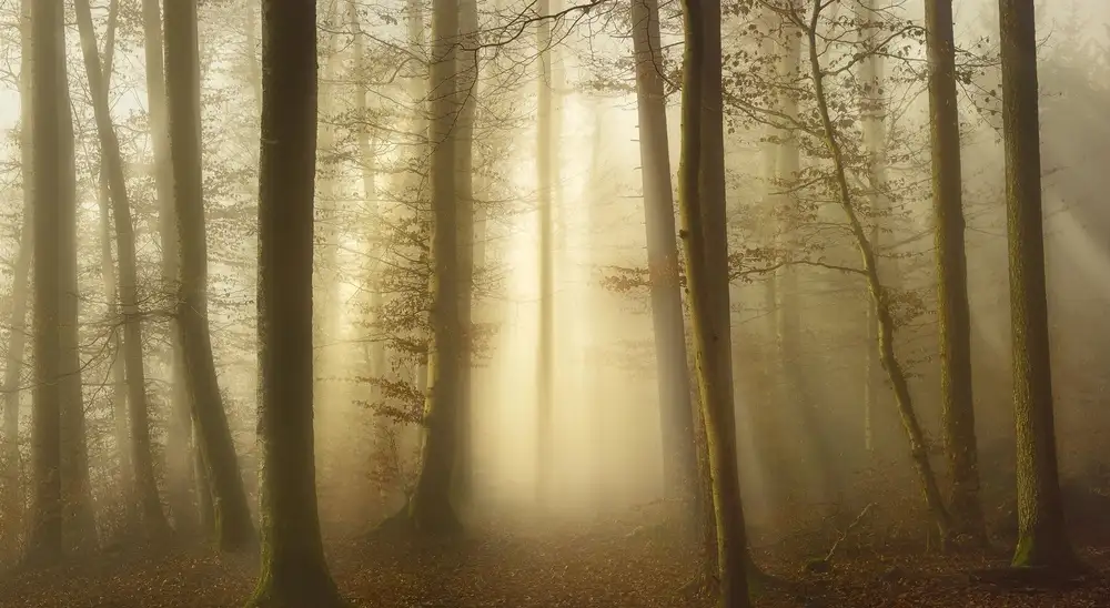 Maier, Norbert: Dans les arbres