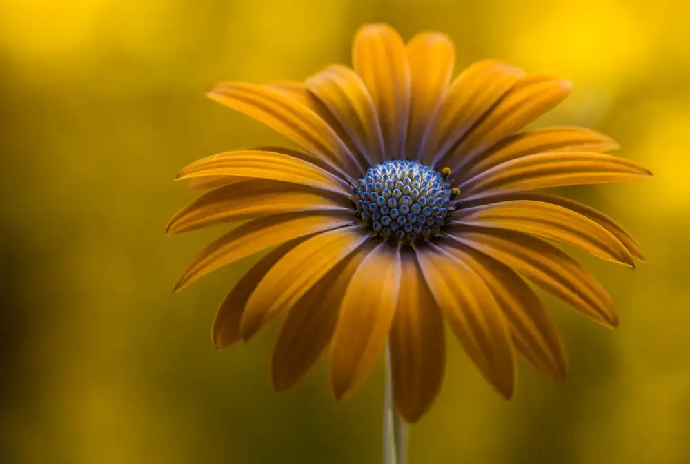 Disher, Mandy: Sluníčko Daisy