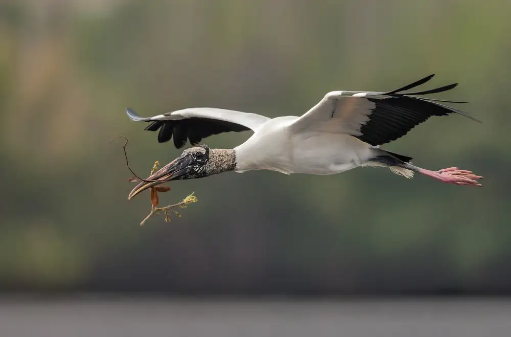 Barsh, Greg: Househunter