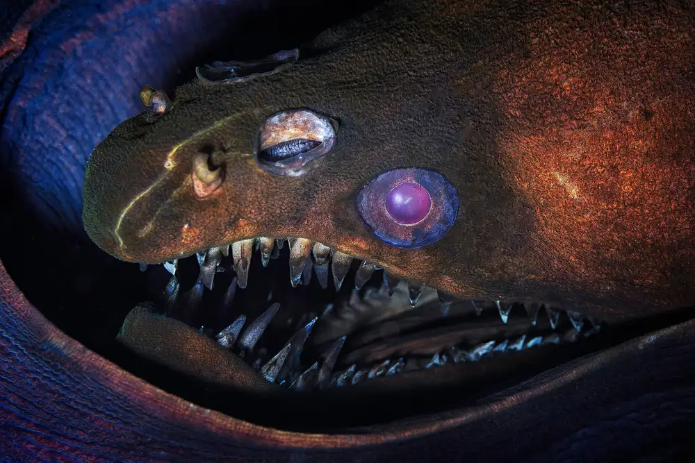 Gabriel, Barathieu: Viper Moray