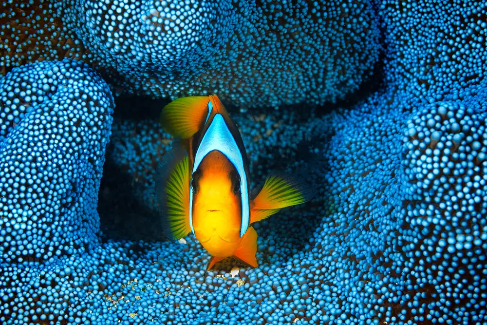 Gabriel, Barathieu: Pesce pagliaccio in anemone blu