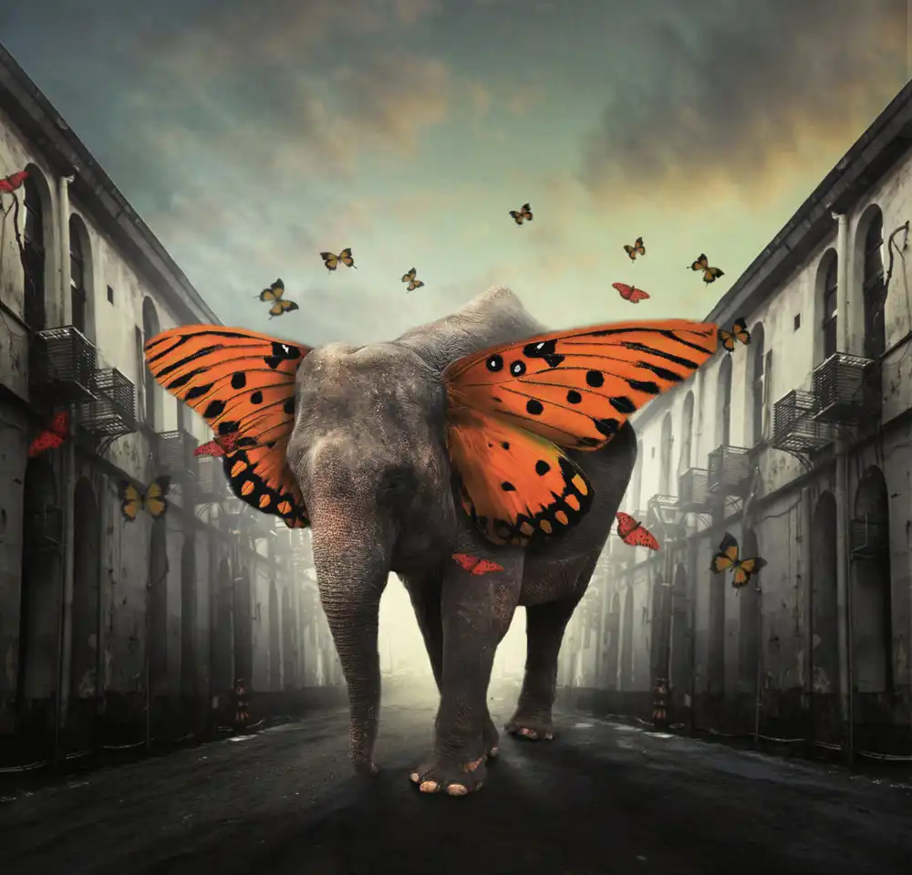 hardibudi: mariposa