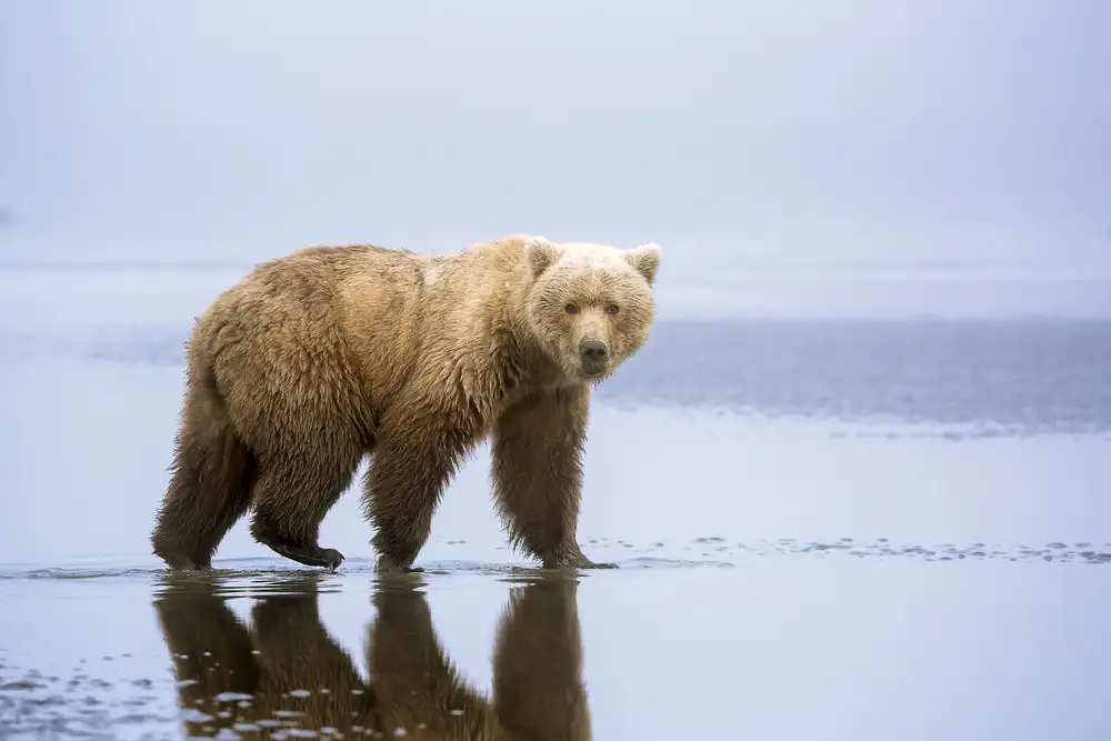 Doyle, Renee: La promenade de l'ours