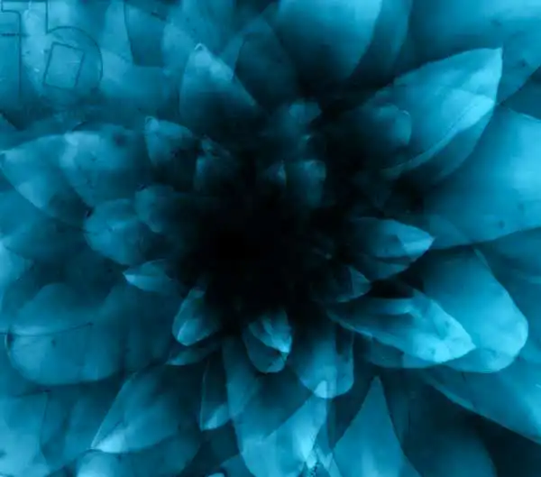 Lilja, Joha: Bleu fleur