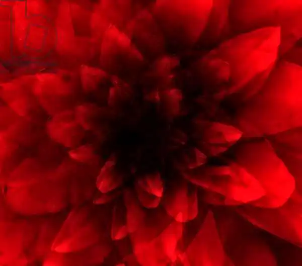 Lilja, Joha: Shade rouge florale