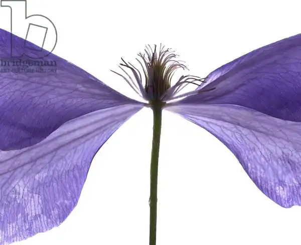 McLemore, Juli: Clematis schweben