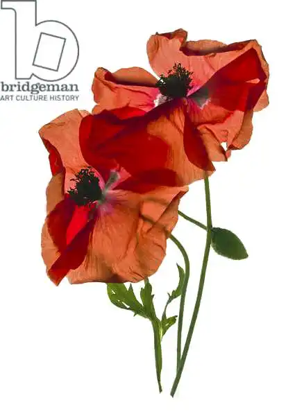 McLemore, Juli: Margies Mohn -Duo