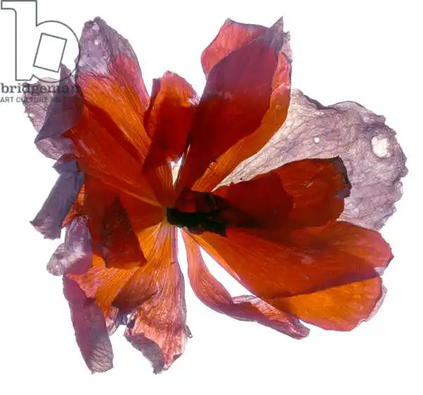 McLemore, Juli: Begonia Runde