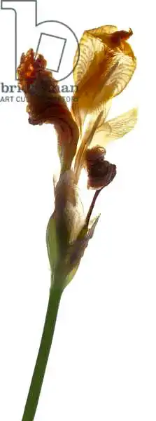 McLemore, Juli: Iris gelb