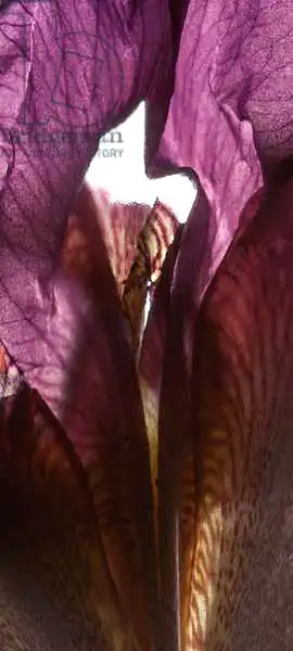McLemore, Juli: Iris Schrein lila
