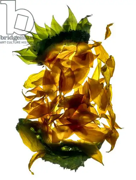 McLemore, Juli: Chiquita Sonnenblume
