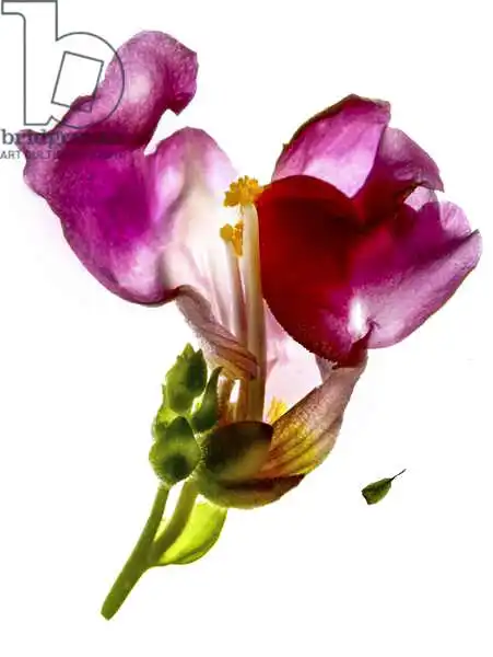 McLemore, Juli: Snapdragon Pink