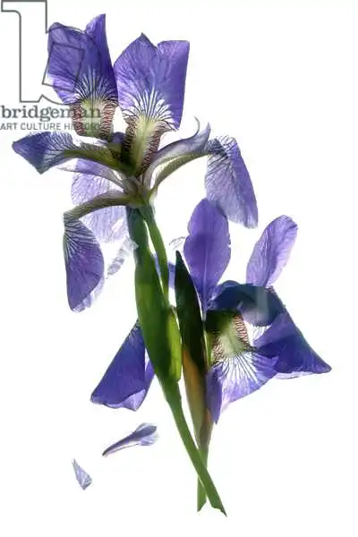 McLemore, Juli: Todds Iris -Tanz