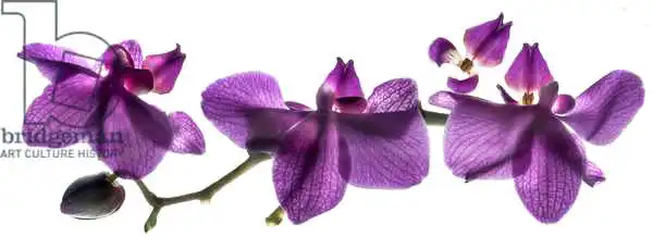 McLemore, Juli: Orchideenreihe