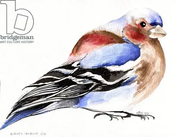 Moniz Charalambous, Nanc: Chaffinch coloré