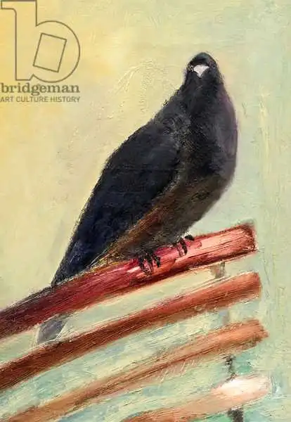 Moniz Charalambous, Nanc: Pigeon de cour royale