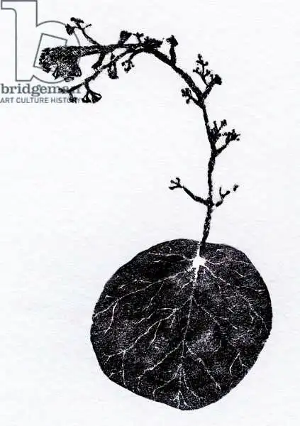 Larsson, Carl: Desconocido