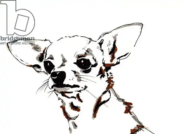 Chambers, Jo: Big Ears the Chihuahua