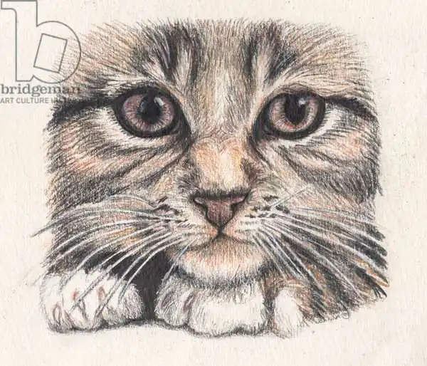 Scott, Samuel: Visage tabbycat
