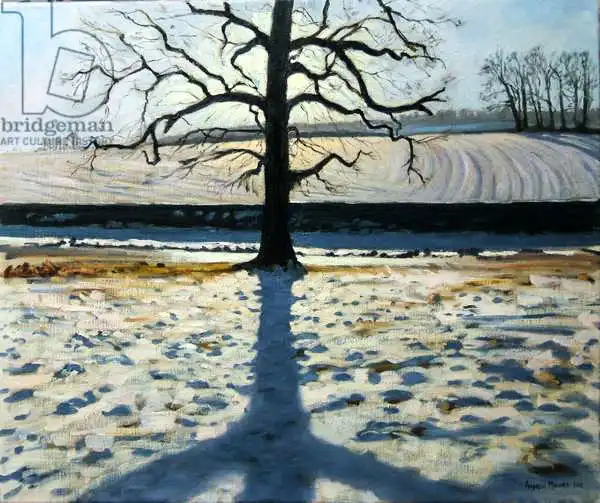 Macara, Andre: Árbol y sombra, Abadía de Calke, Derbyshire