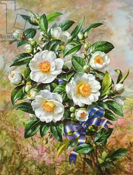 Williams, Albert: Coronation Camelia de la série «Golden Jubilee»