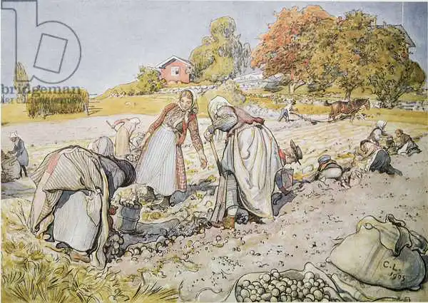 Larsson, Carl: Creuser des pommes de terre