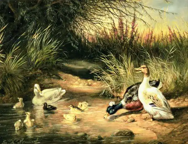 Honnef, Ewald: Ducks, Drake and Ducklings