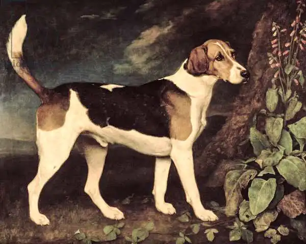 Stubbs, George: Ringwood, un Foxhound de Brocklesby