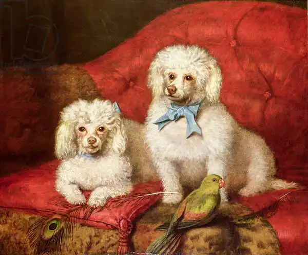 English school (19th century): A Pair of Poodles