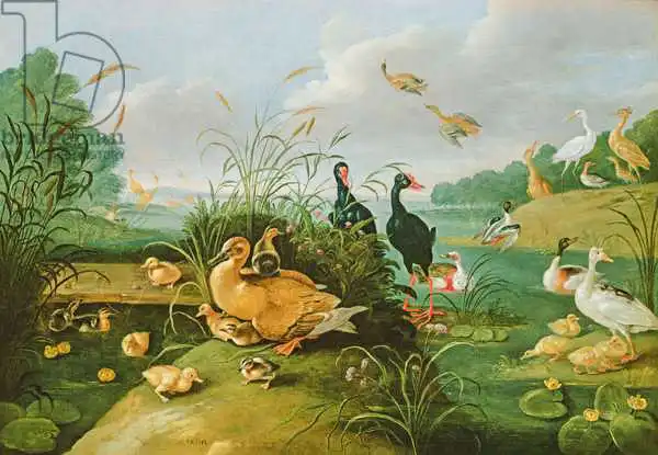 Kessel, Jan van, the elder: Volaille décorative et canetons