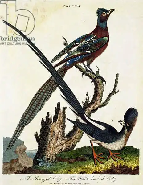 English school (19th century): El Senegal Coly y el White Backed Coly