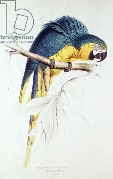 Lear, Edward: Blue and yellow Macaw