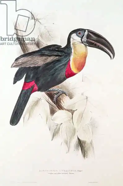 Lear, Edward: Sulphur and white breasted Toucan, 19th century