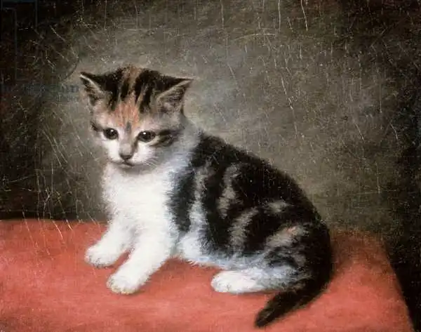 Stubbs, George: Le chaton de Mlle Ann White