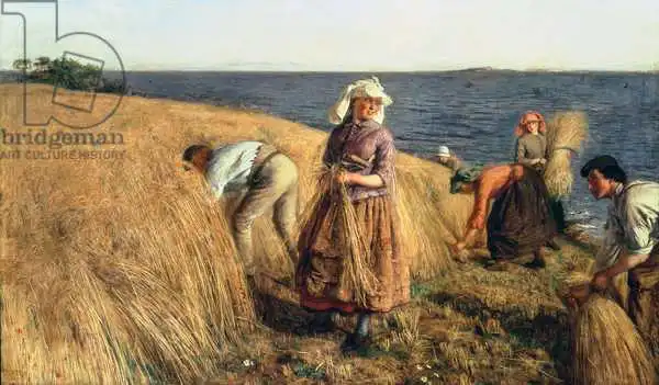 Cameron, Hugh: La moisson