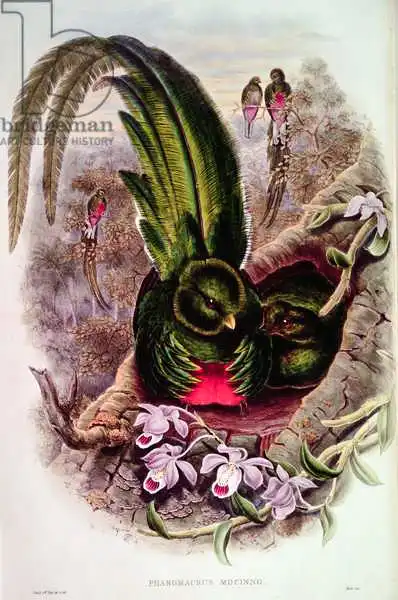 Gould, John: Pharomachrus Mocinno, engraved by T. Walter