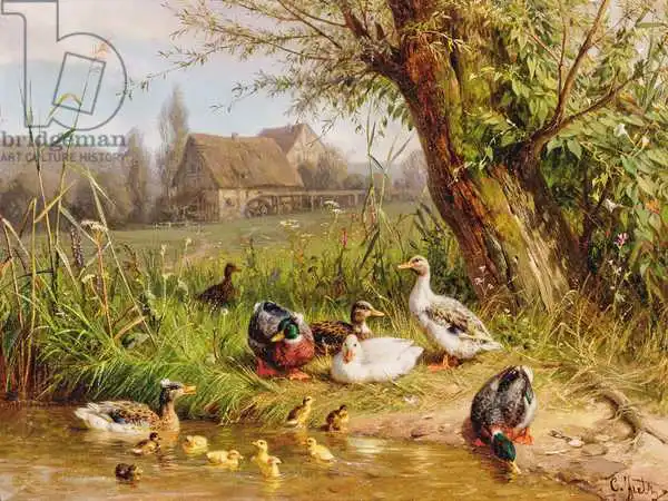 Jutz, Carl: Mallard Ducks with their Ducklings