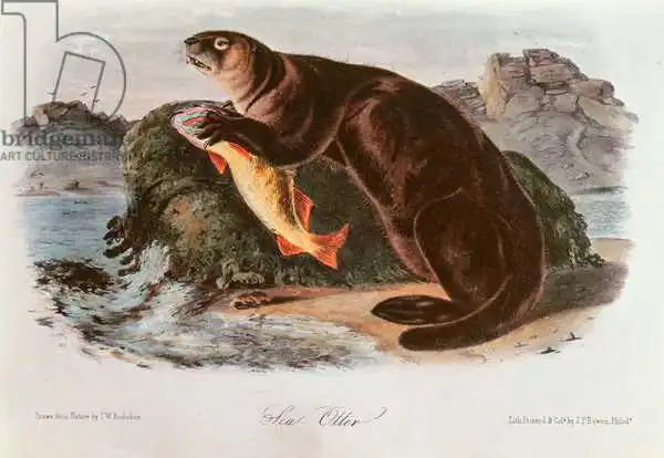 Audubon, John James: Seeotter aus Vierbeinern Nordamerikas (1842-5)