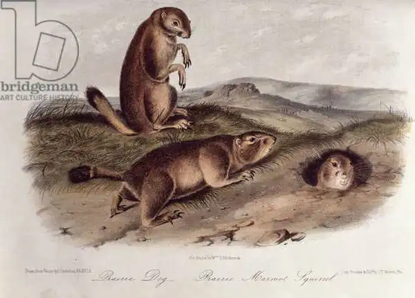 Audubon, John James: Prairie Dog aus 