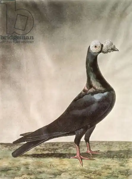 Wolsenholme, D.: Portrait of a Carrier Pigeon