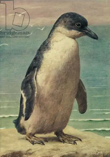 Marks, Henry Stacey: Study of a Penguin