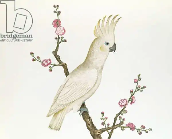 Chinese school: Lesser Zitronen-Crested Cockatoo, sitzend auf einem Zweig blühender Japonica, Ch
