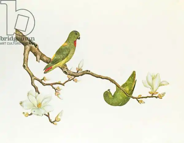 Čínská škola: Blue-crowned parakeet, hanging on a magnolia branch, Ch ien-lung period