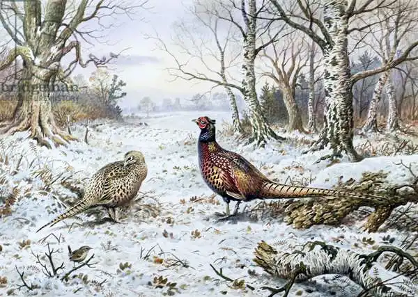 Donner, Carl: Paire de faisans avec un wren