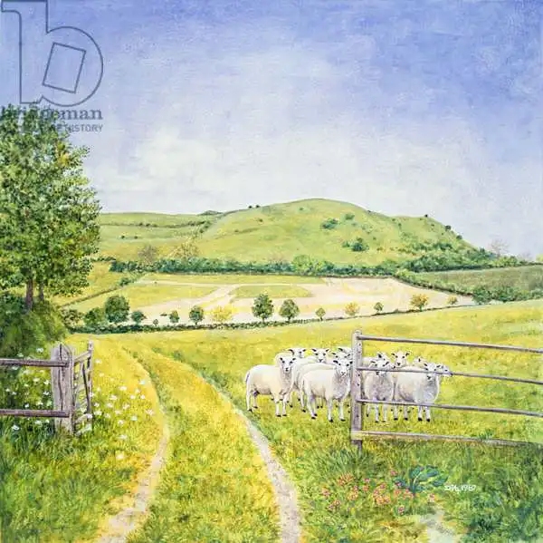 Ditz: Mouton de wessex
