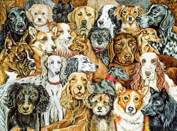 Ditz: Dog Spread